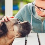 Pet Loss Counseling Certification – Guiding Hearts Through Healing